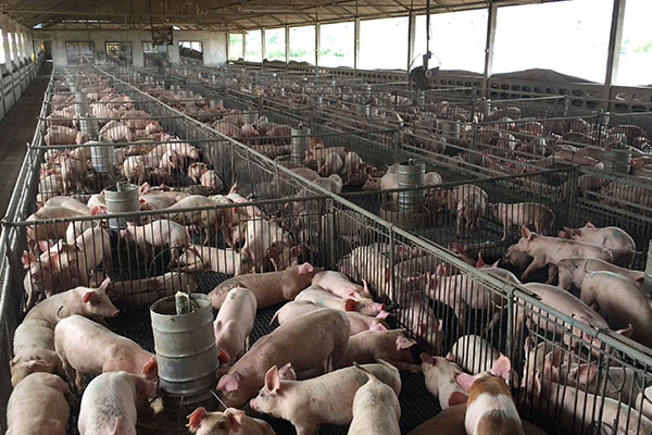 Spadki temperatur w chlewni – jak nie stracić na zdrowiu i przyrostach